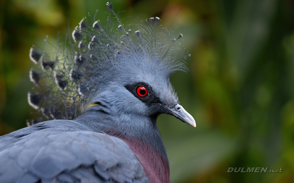 Victoria crowned pigeon (Goura victoria)